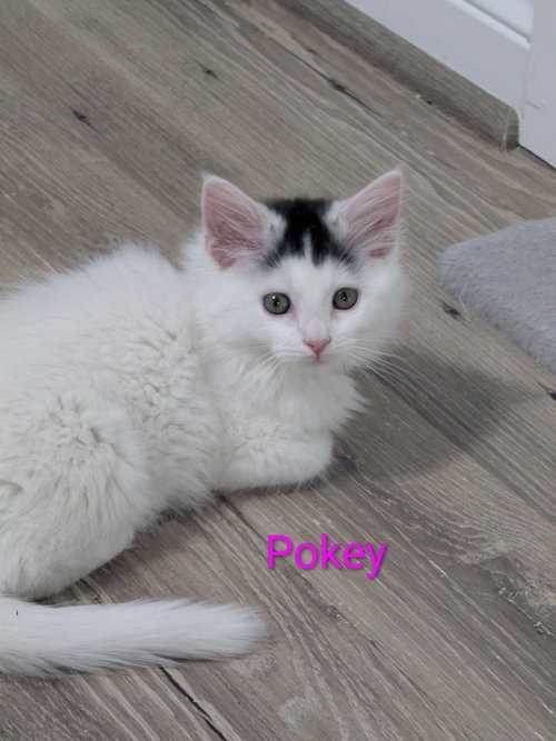 Pokey
