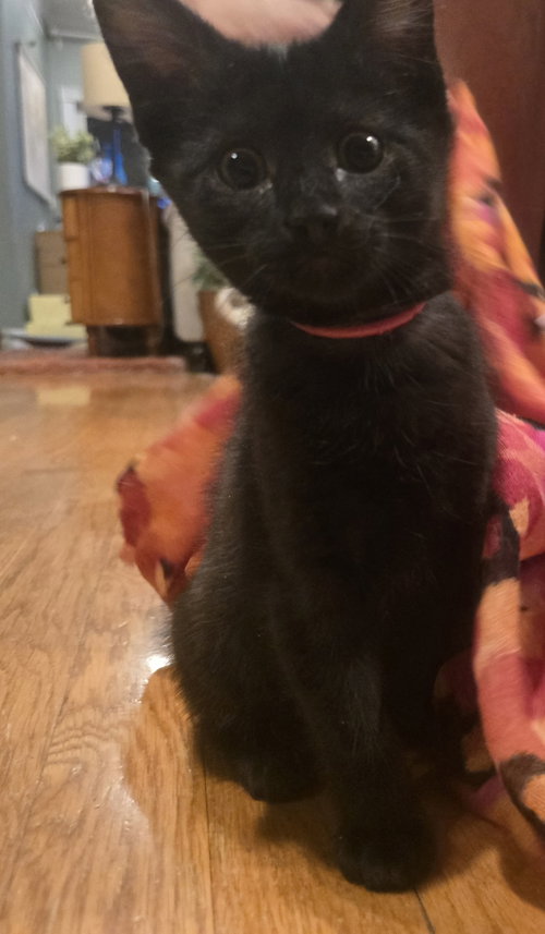 Ellipses, Young Domestic Short Hair (short coat), cat for adoption in Aurora, Colorado