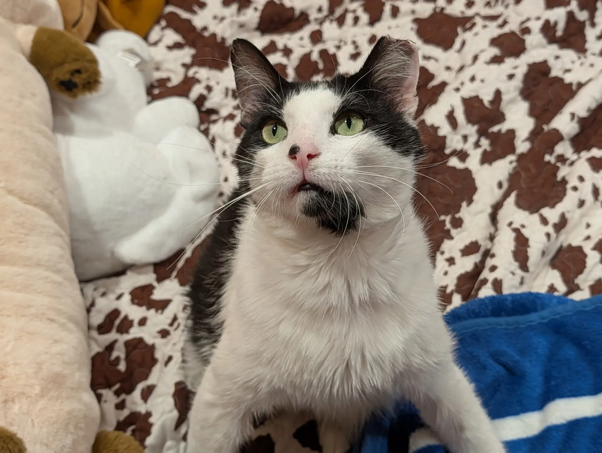 Sesame - Domestic Short Hair