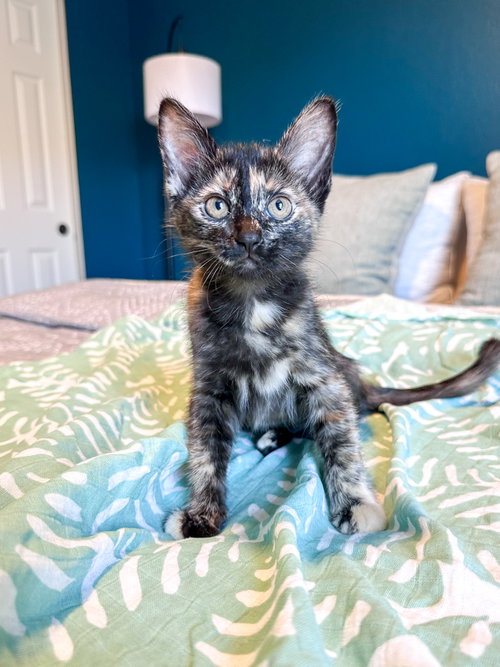 Moxie