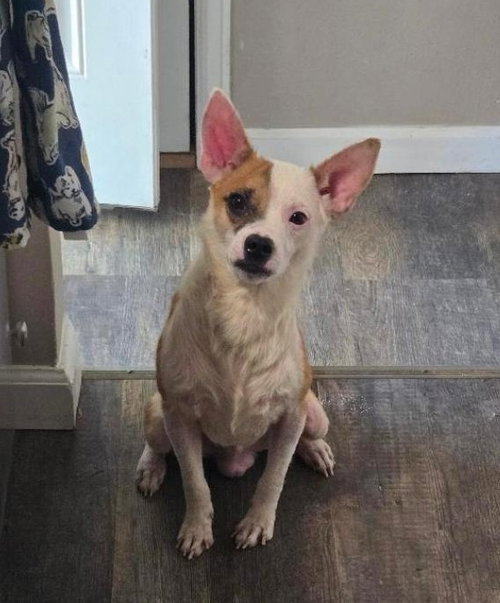 Bruno #5, an adoptable Chihuahua in Aurora, CO