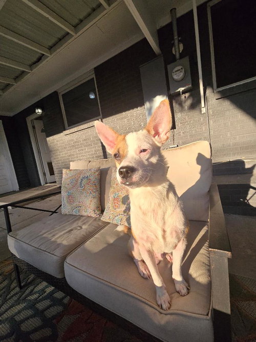 Bruno #5 photo 2