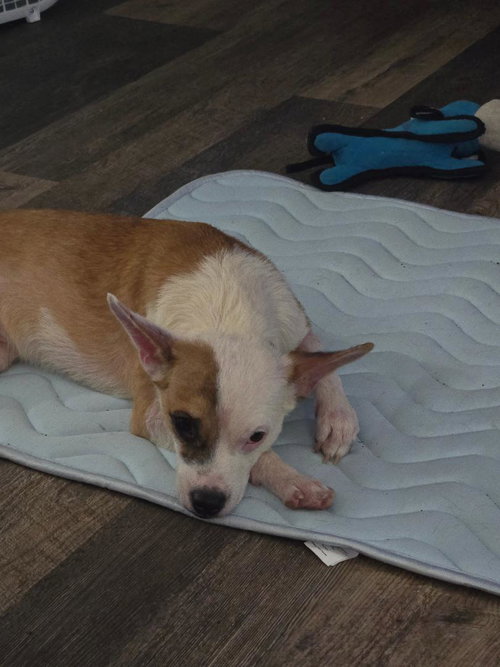 Bruno #5 photo 3