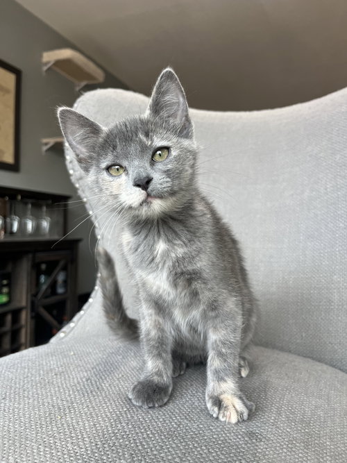 Elizabeth Swan, Young Domestic Short Hair (short coat), cat for adoption in Westminster, Colorado