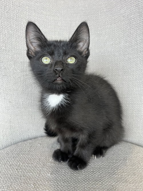 Captain Barbossa, Young Domestic Short Hair (short coat), cat for adoption in Westminster, Colorado