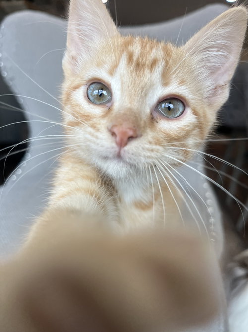 Davy Jones (SHE), Young Domestic Short Hair (short coat), cat for adoption in Westminster, Colorado