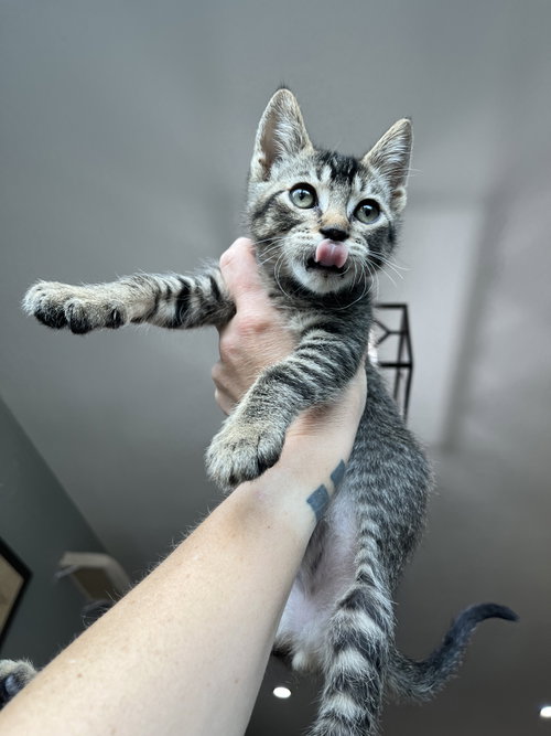 Captain Jack Sparrow (Cappy), Young Domestic Short Hair (short coat), cat for adoption in Westminster, Colorado
