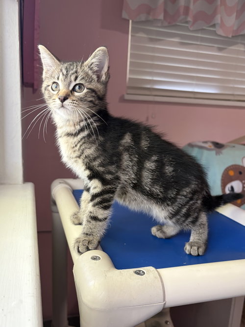 Ollivander, Young Domestic Long Hair (long coat), cat for adoption in Westminster, Colorado
