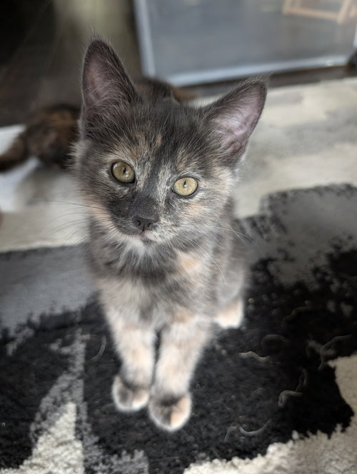 Starburst, Young Domestic Medium Hair (medium coat), cat for adoption in Westminster, Colorado