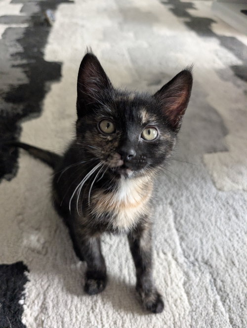 KitKat, Young Domestic Short Hair (medium coat), cat for adoption in Westminster, Colorado