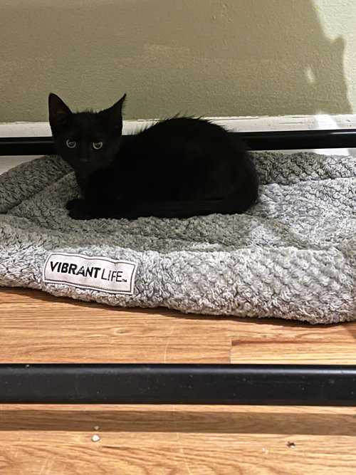 Jingle Bell, an adoptable Domestic Short Hair in Aurora, CO