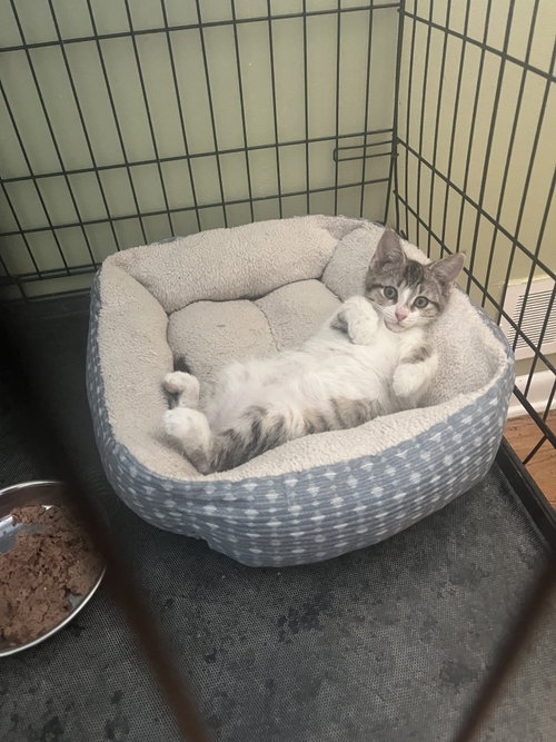 Liberty Bell, an adoptable Domestic Short Hair in Aurora, CO