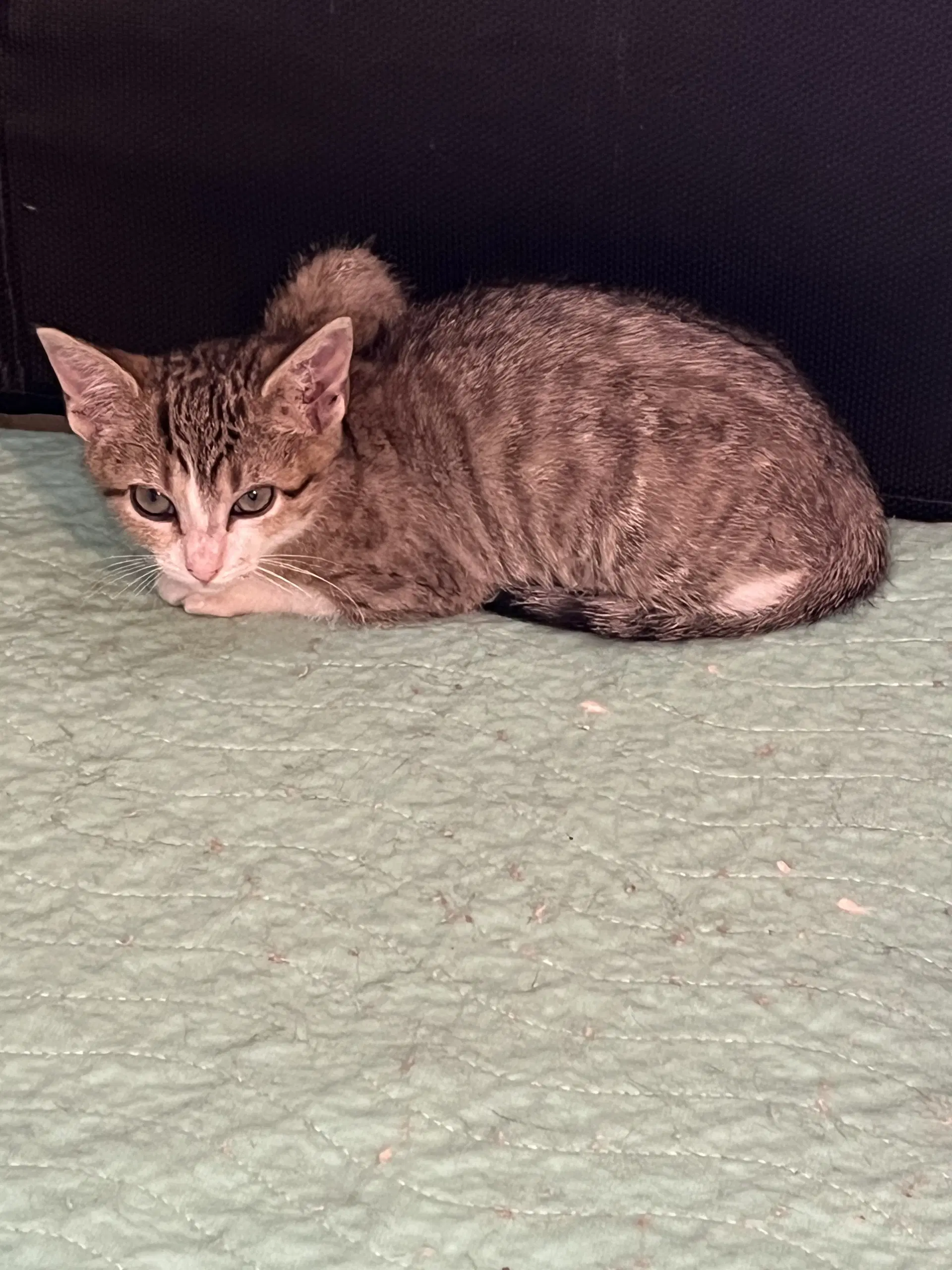 Mountain Bell - Domestic Short Hair