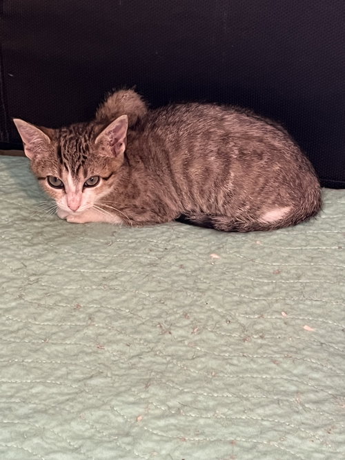 Mountain Bell, an adoptable Domestic Short Hair in Aurora, CO