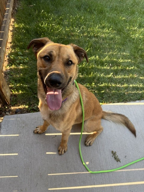 Keanu #3, an adoptable German Shepherd Dog in Aurora, CO