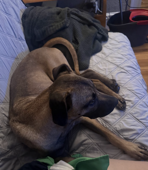 Percy #2 photo 3