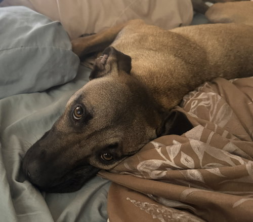 Percy #2, an adoptable Black Mouth Cur in Aurora, CO