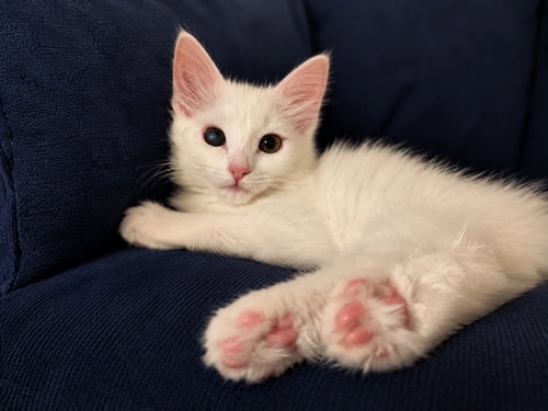Weather Balloon, an adoptable Domestic Long Hair in Aurora, CO