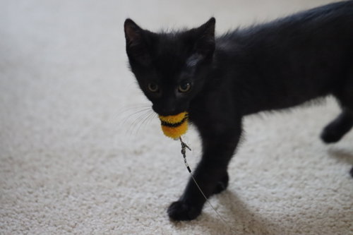 Ben