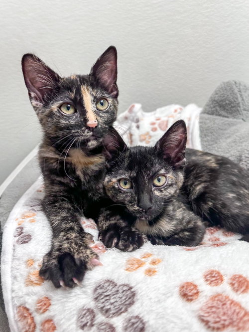 Maisy And Midge