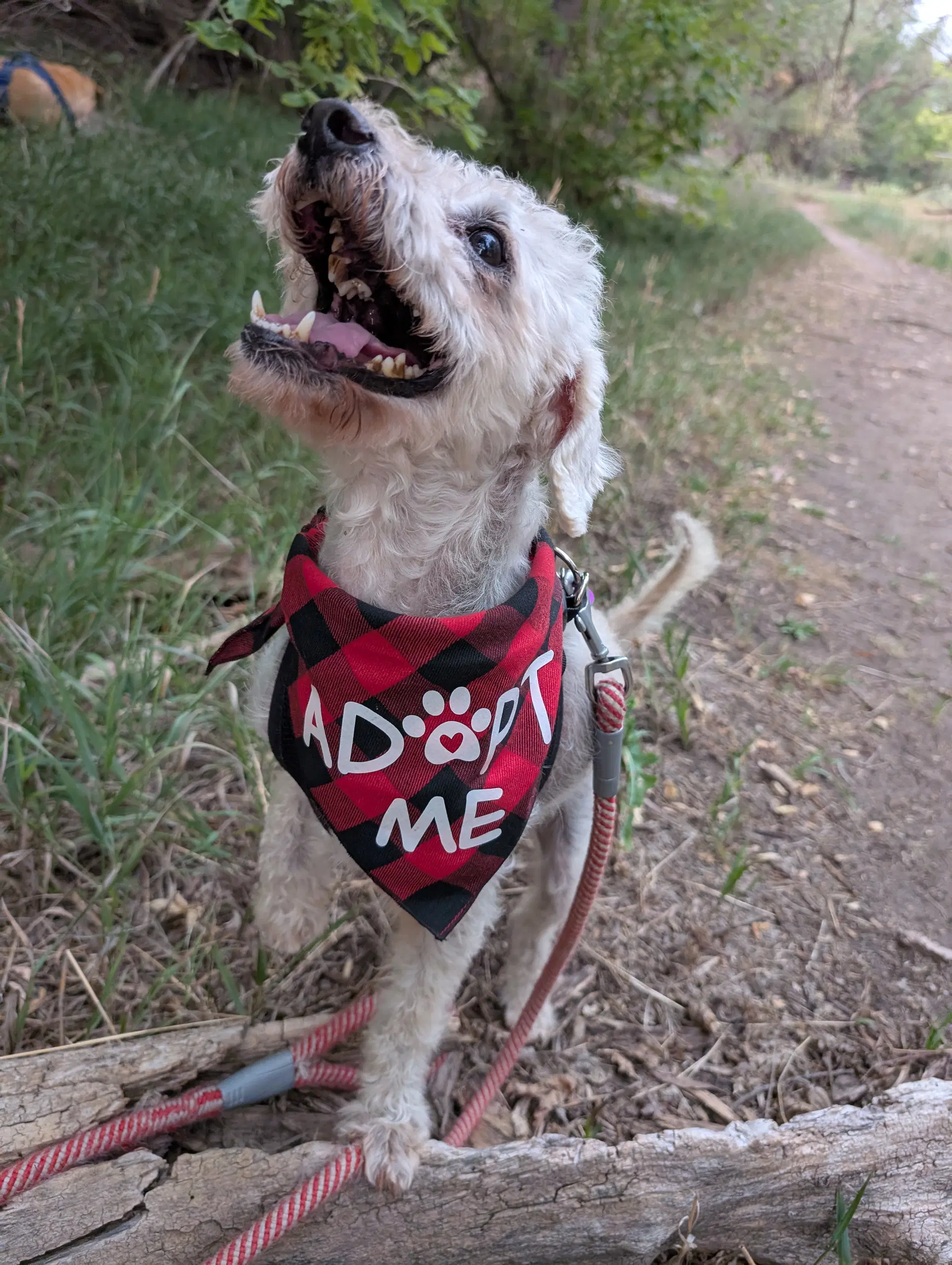 Camacho - Poodle (Miniature)