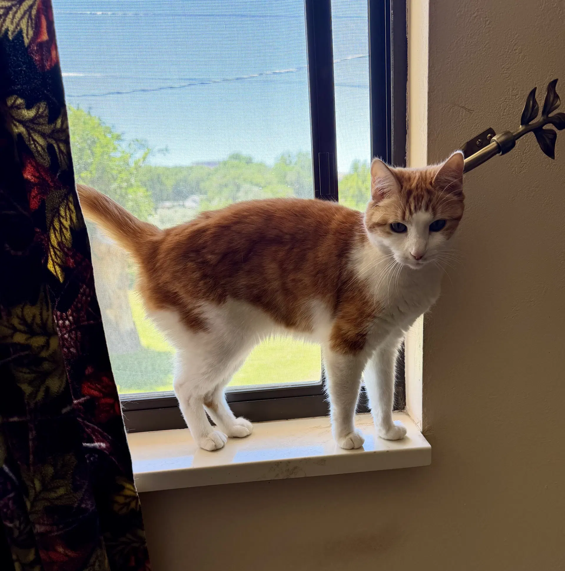 Earl  Stella - Domestic Short Hair