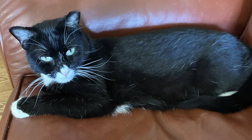 Tux photo 2