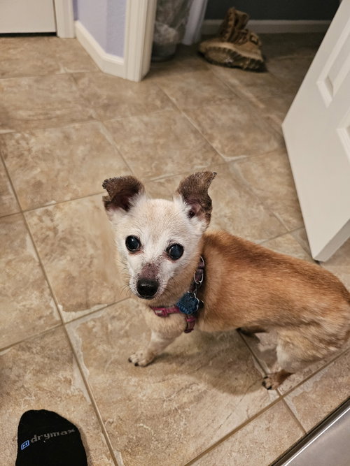 Bean (Courtesy), photo 3