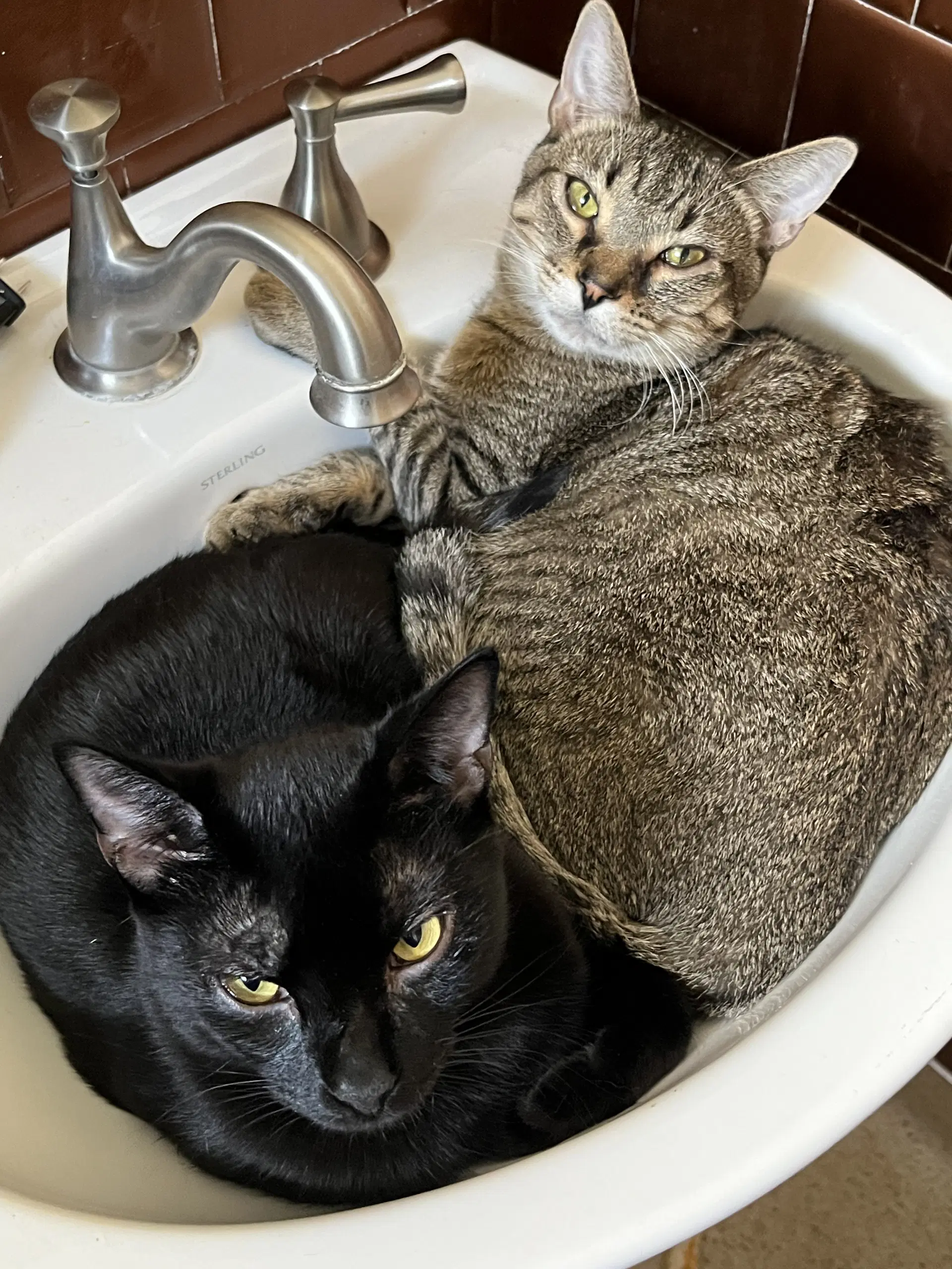 Silvano  Spontaneous - Domestic Short Hair