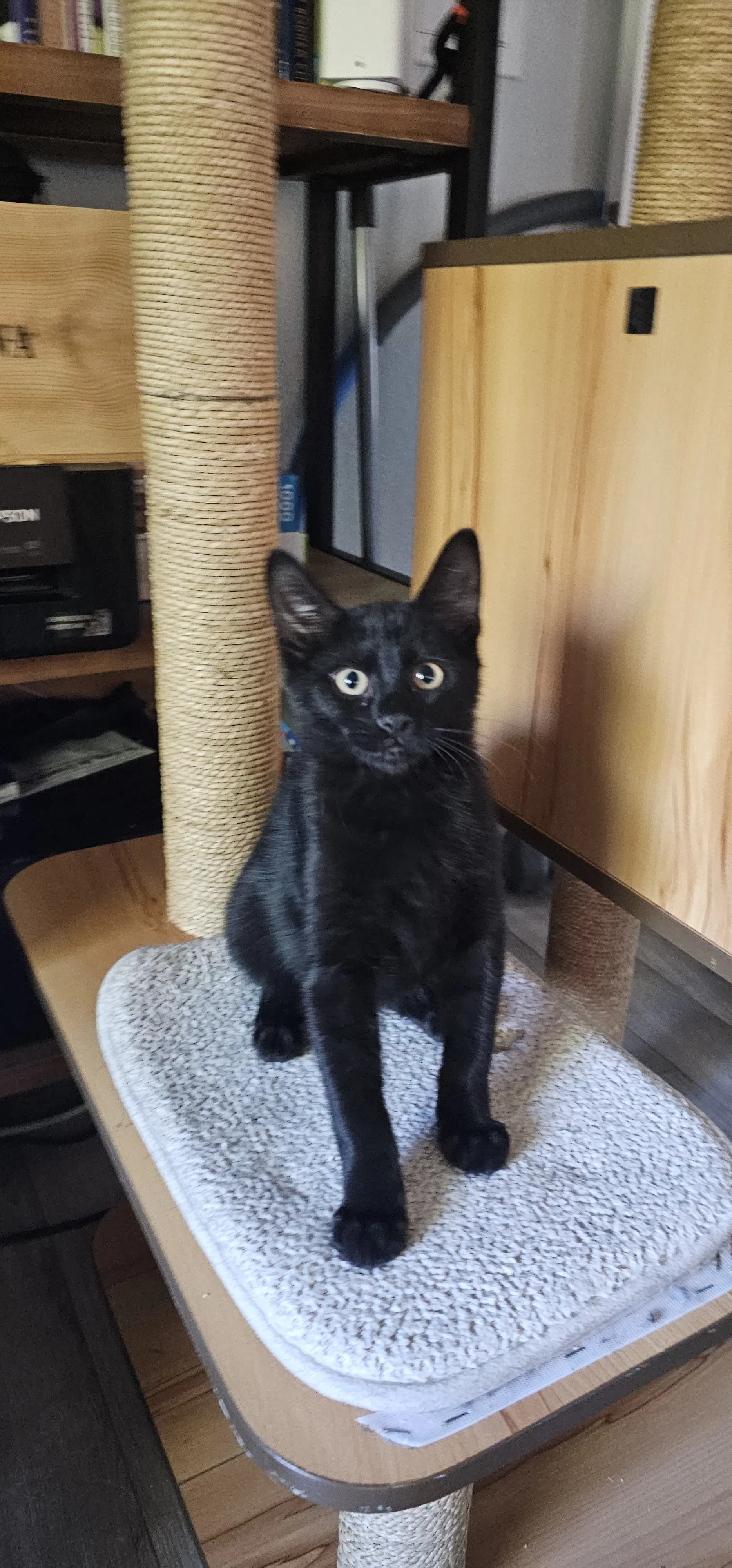 Cristiano - Domestic Short Hair