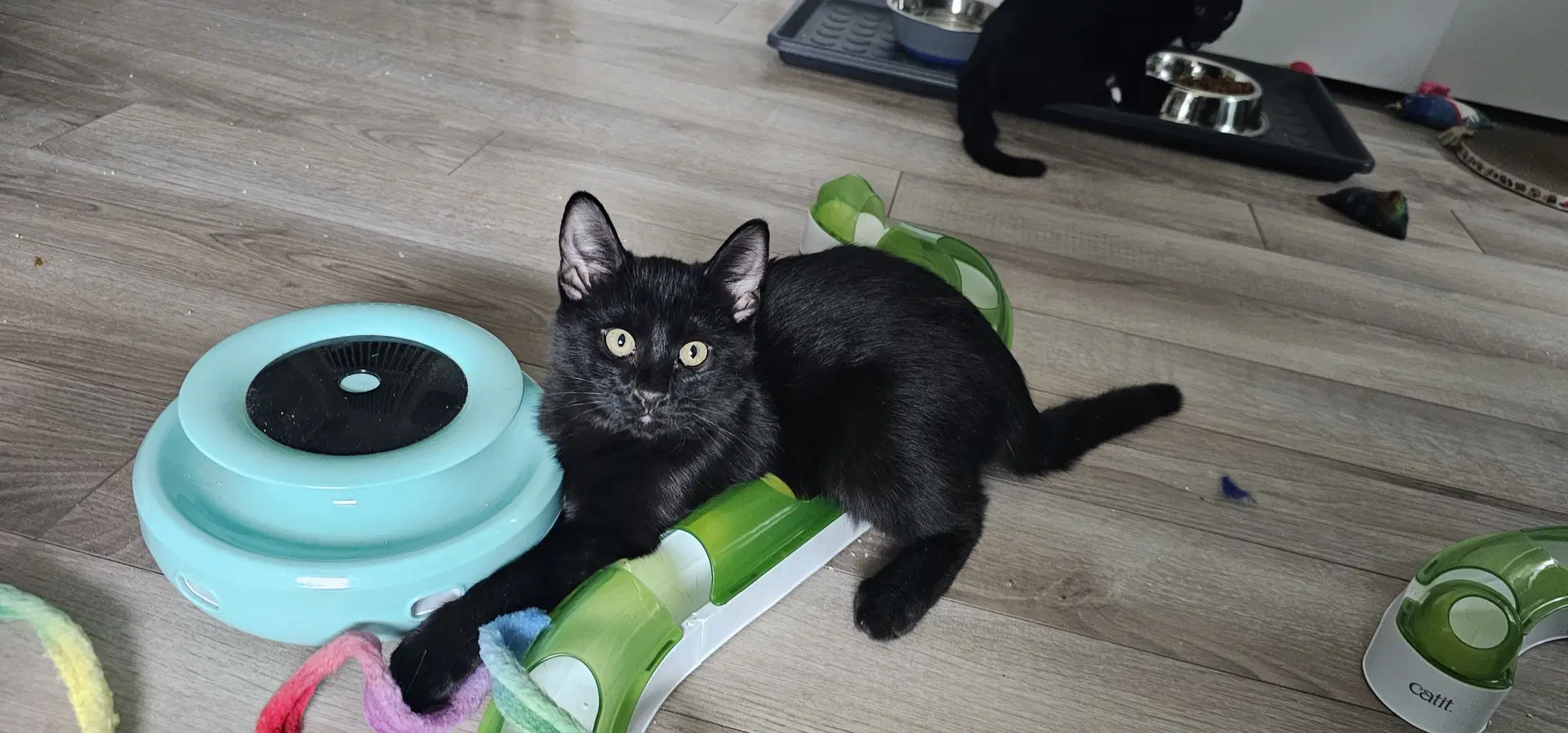 Megan Rapinoe - Domestic Short Hair