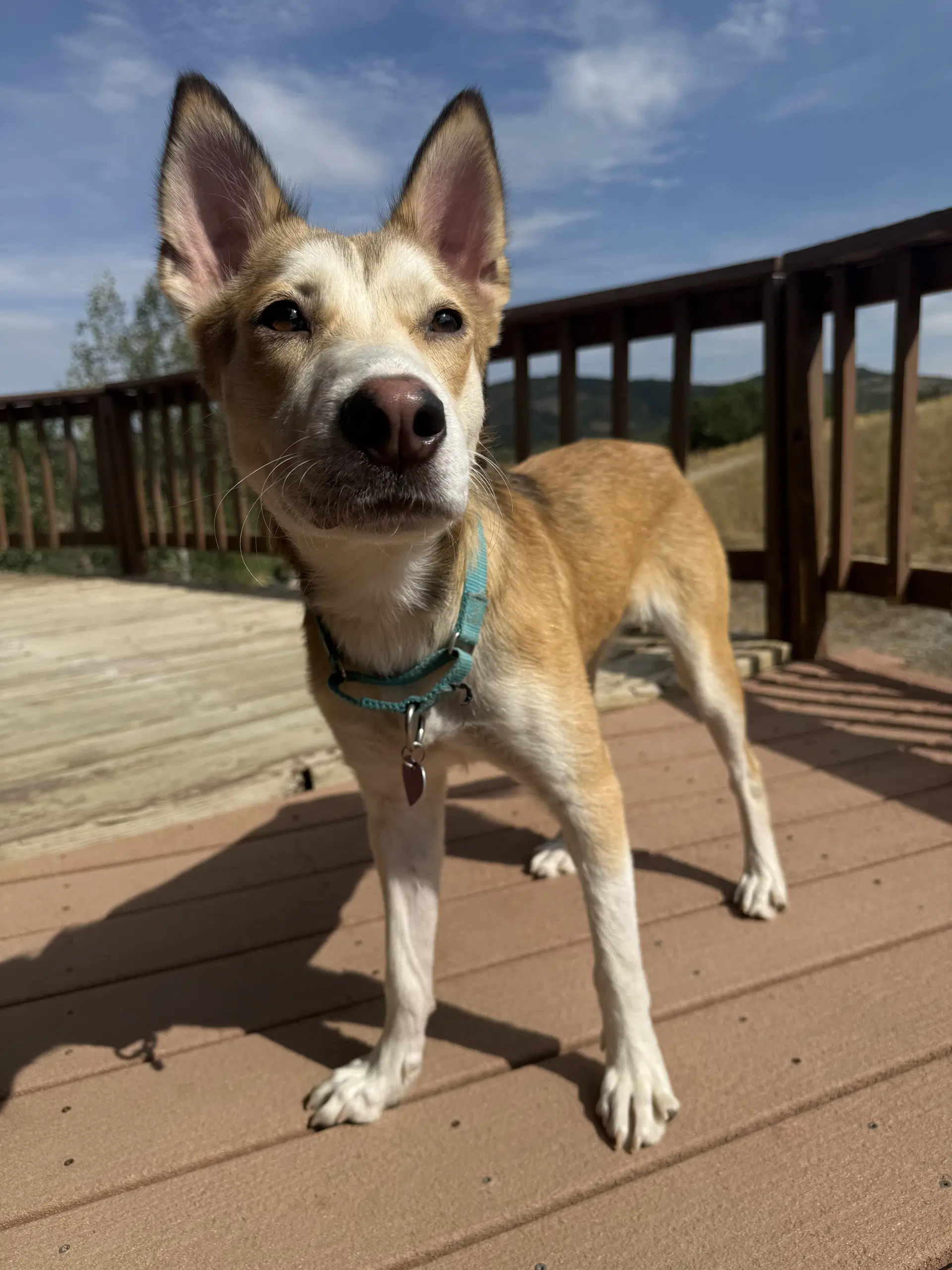 Dotty - Husky