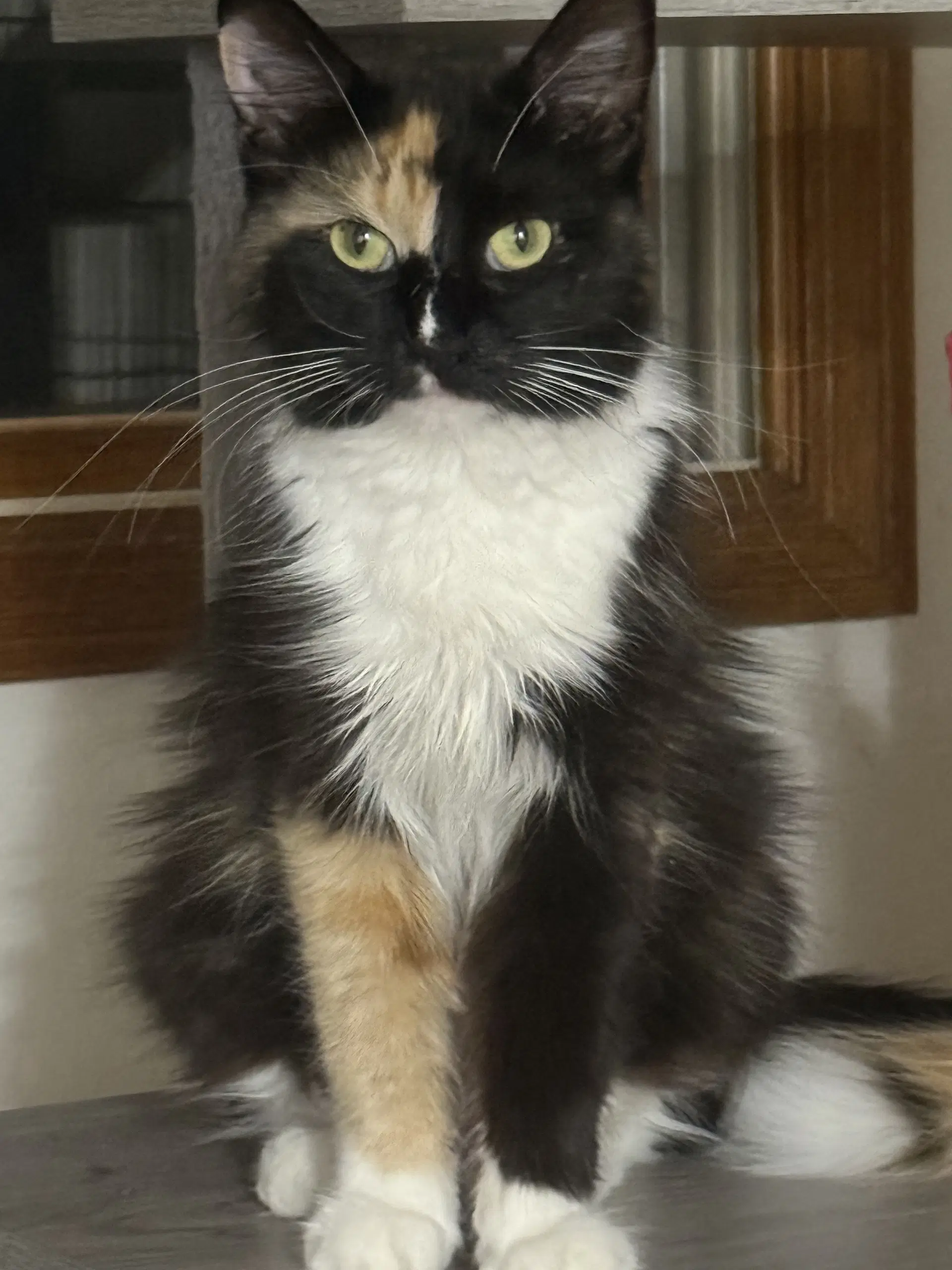 Monroe - Domestic Long Hair