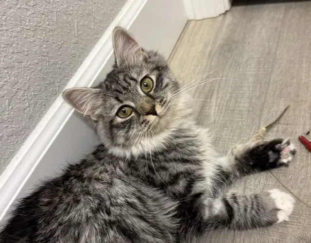 Mabel Cat Cafe In Longmont image 2
