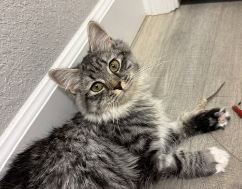 Photo 2 of Mabel (Cat Cafe in Longmont)