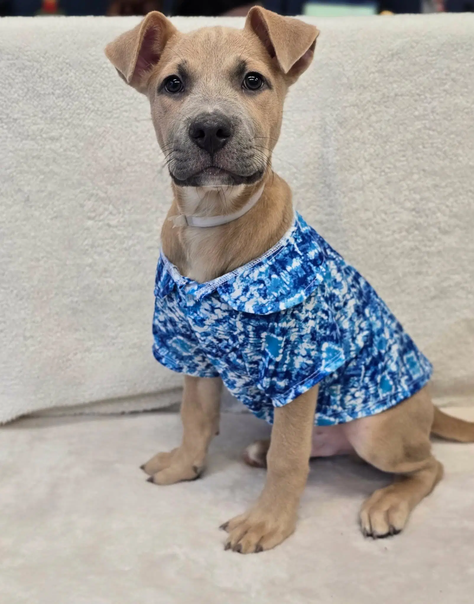 Dylan - American Staffordshire Terrier