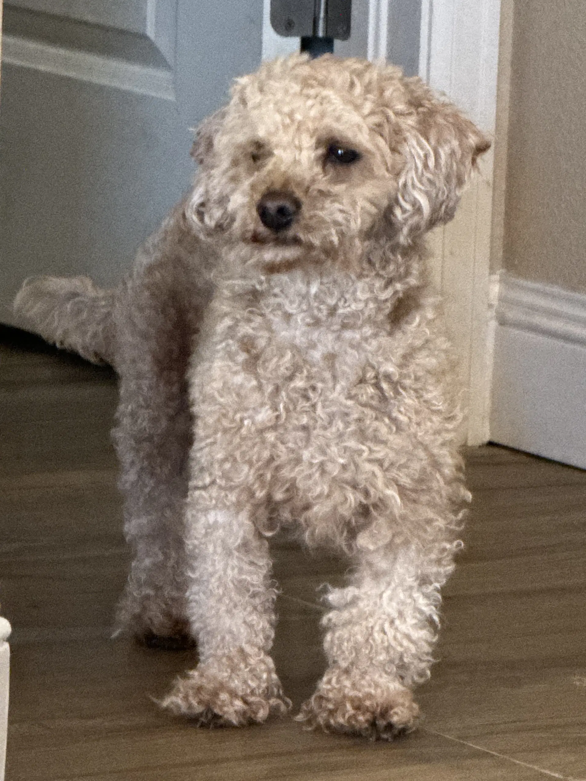Fleetwood - Poodle (Toy)