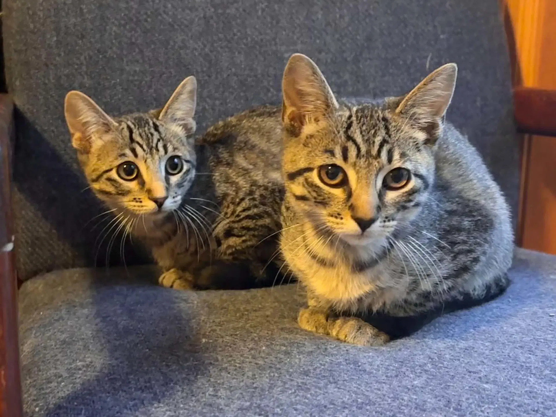 Jimothy - Domestic Short Hair