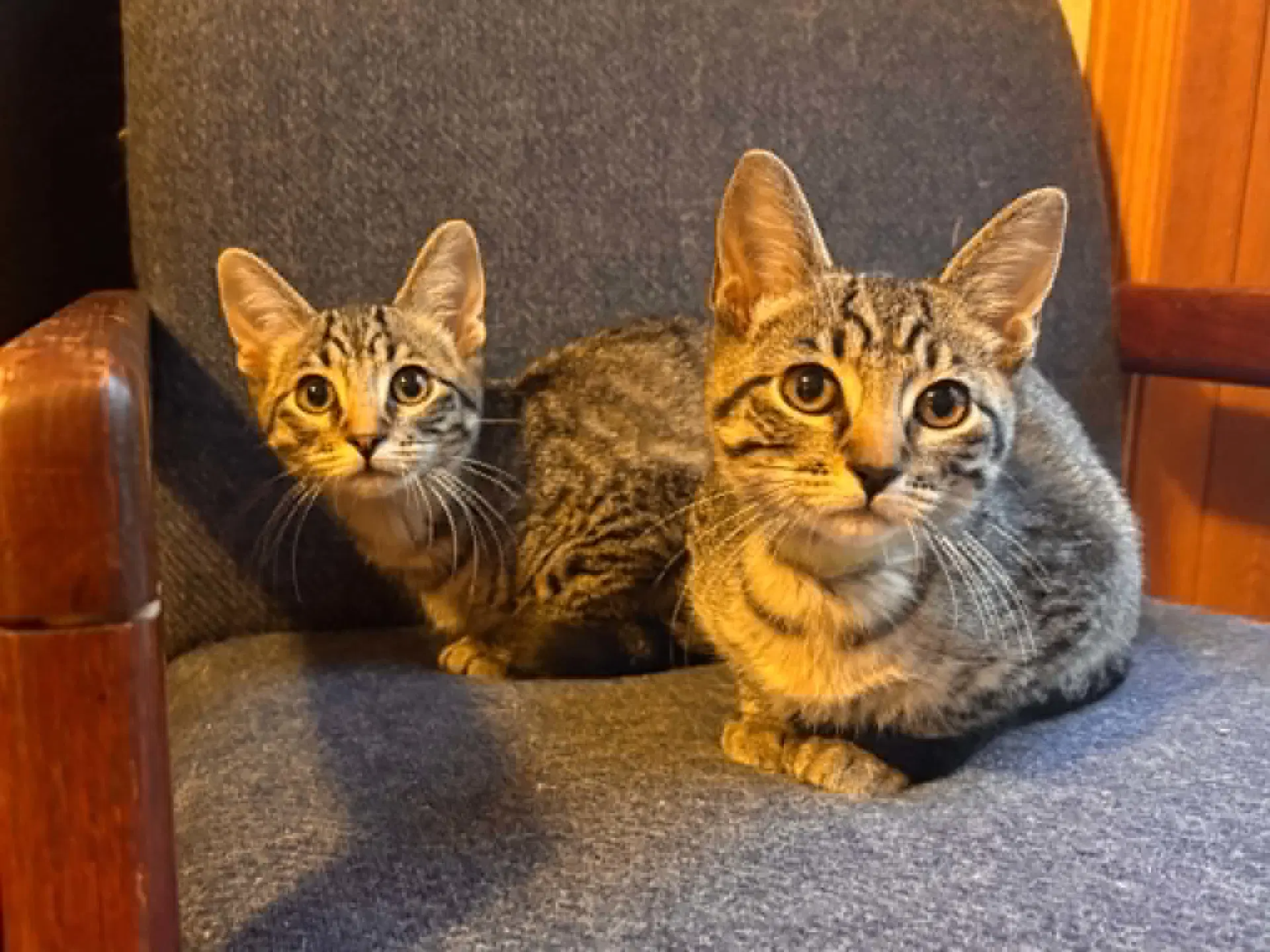 Jeodore - Domestic Short Hair