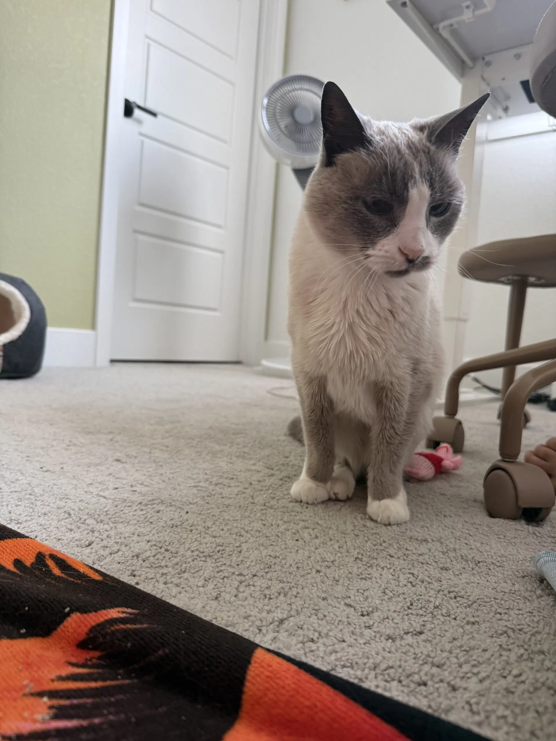 Vera - Siamese