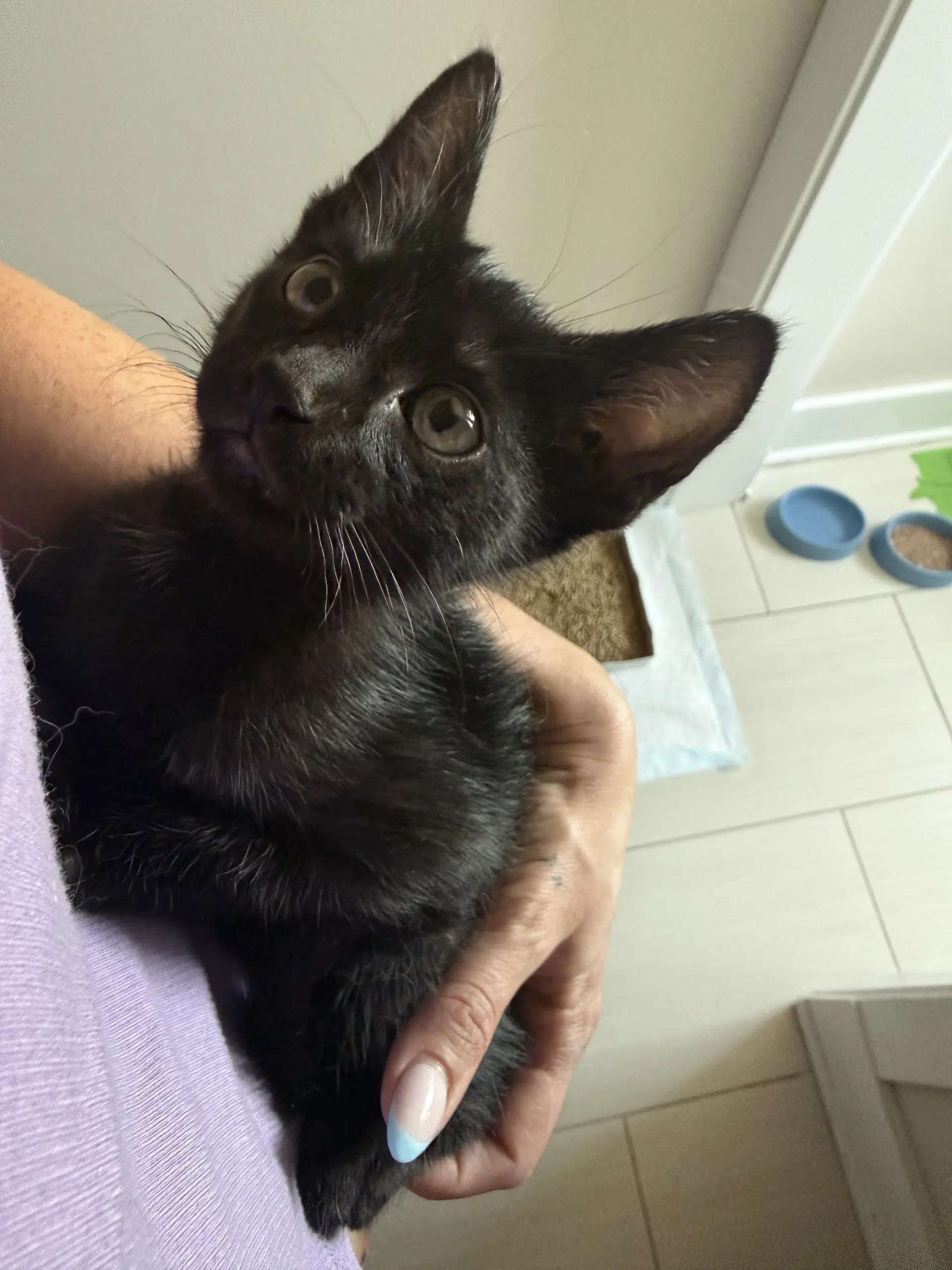 Milo Salem - Domestic Short Hair