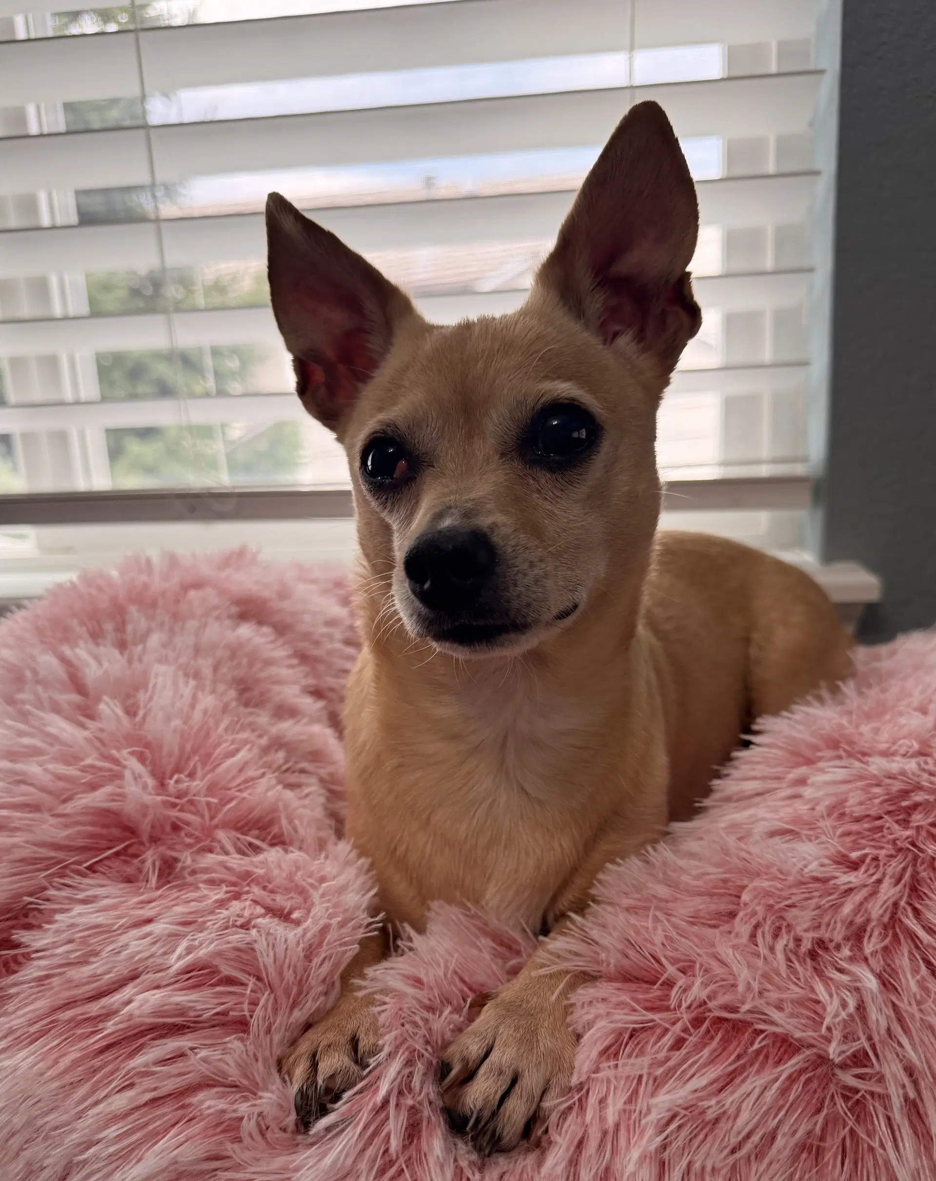 Judy - Chihuahua