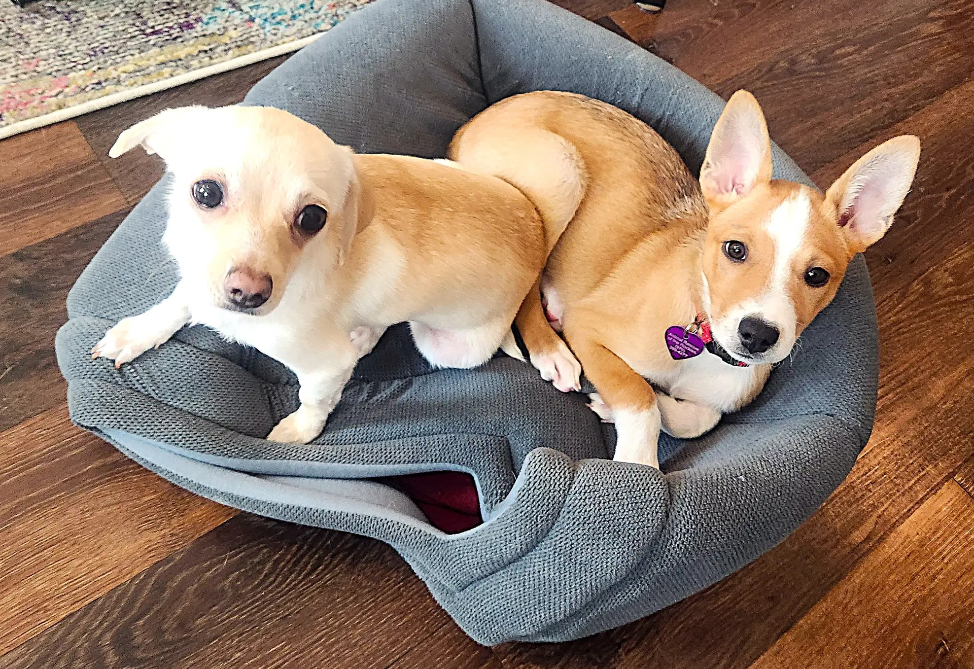Ducky image 3