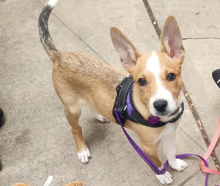 Ducky - Husky