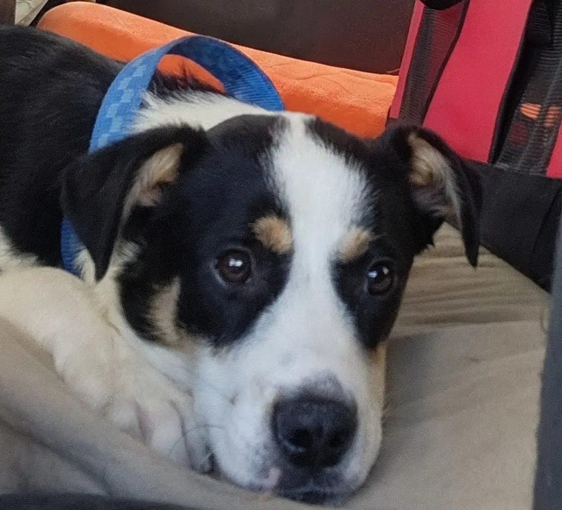 Kirk - Border Collie