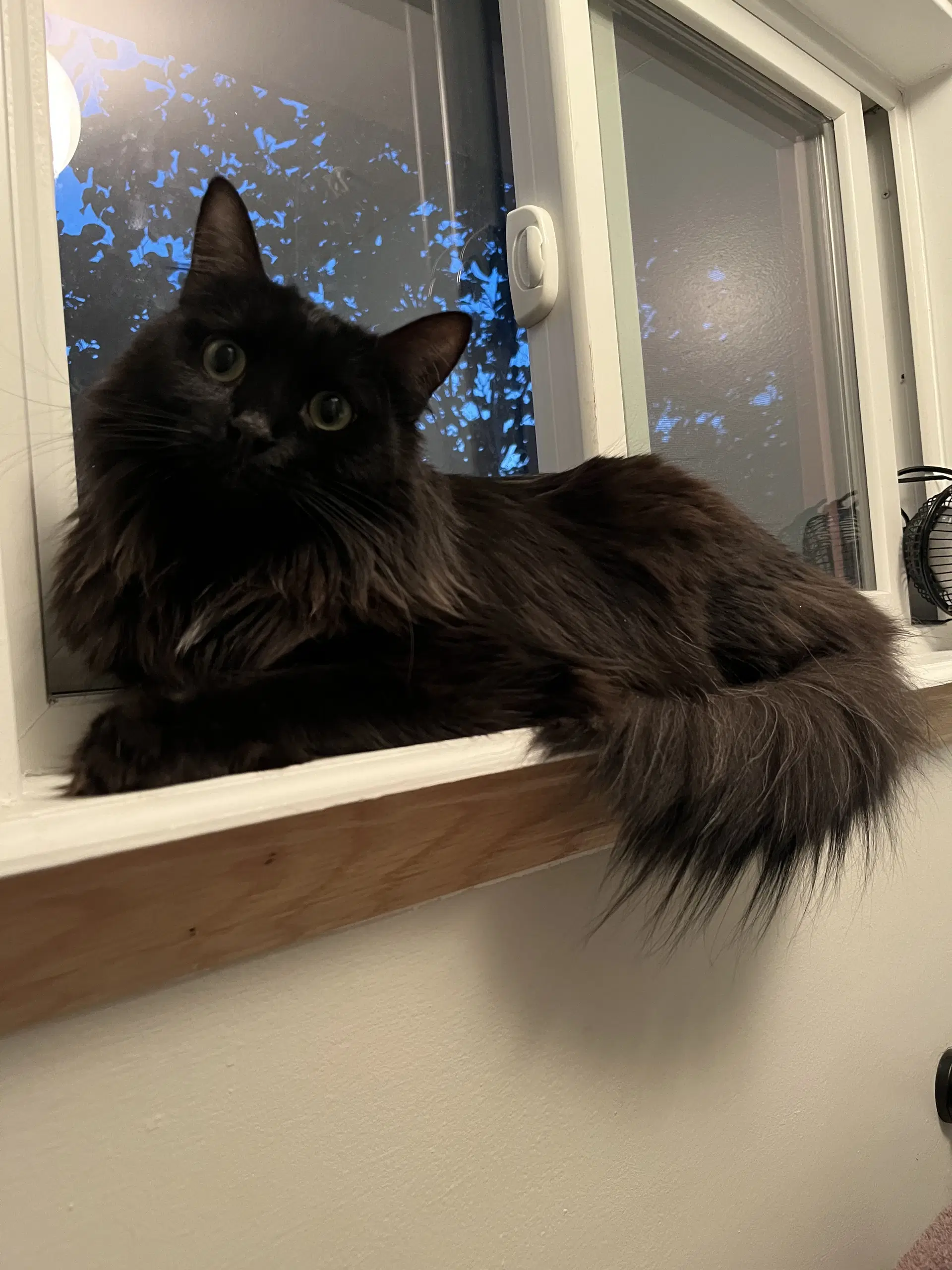 Lynwood - Domestic Long Hair
