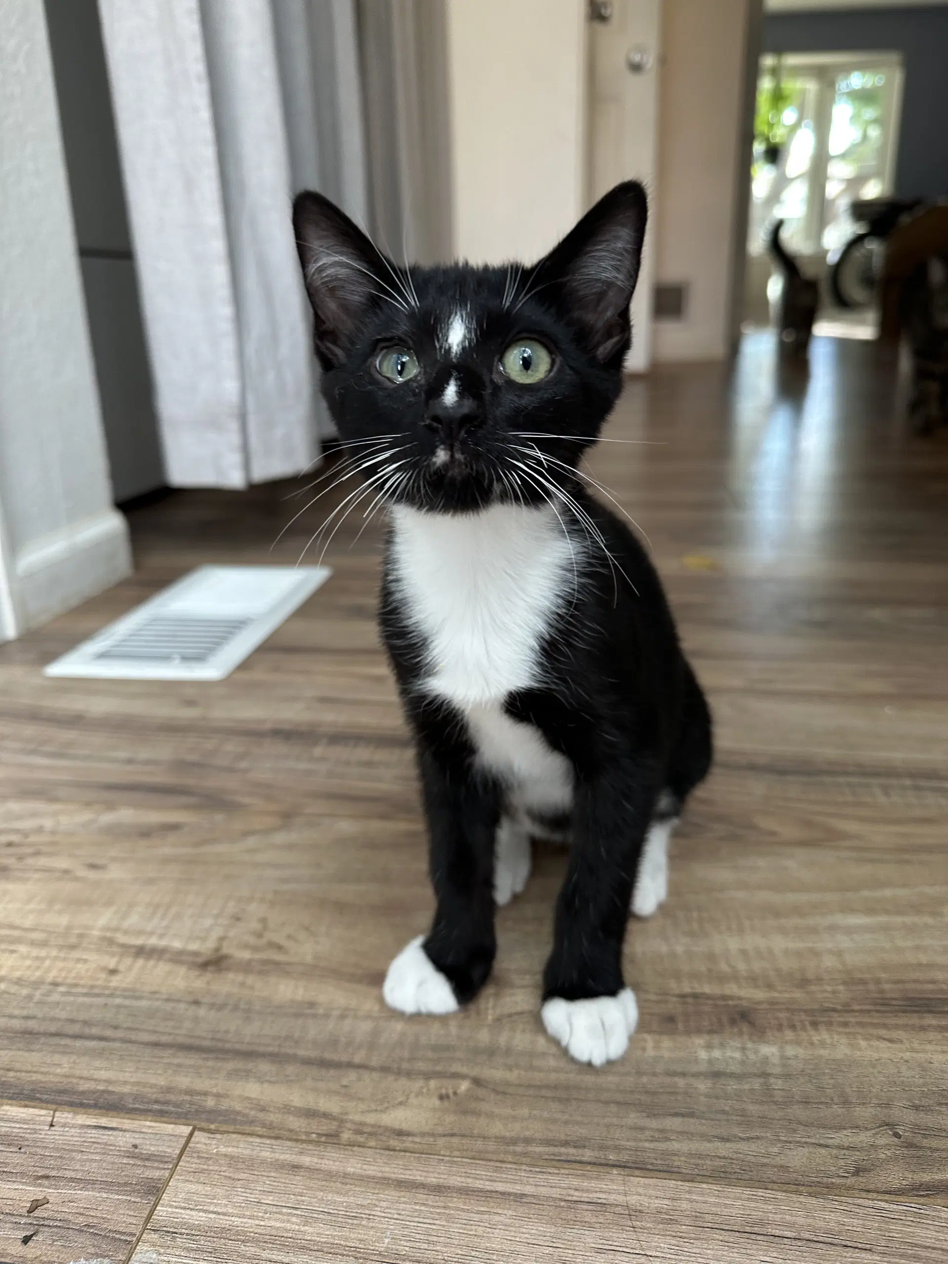 Moonbeam - Domestic Short Hair