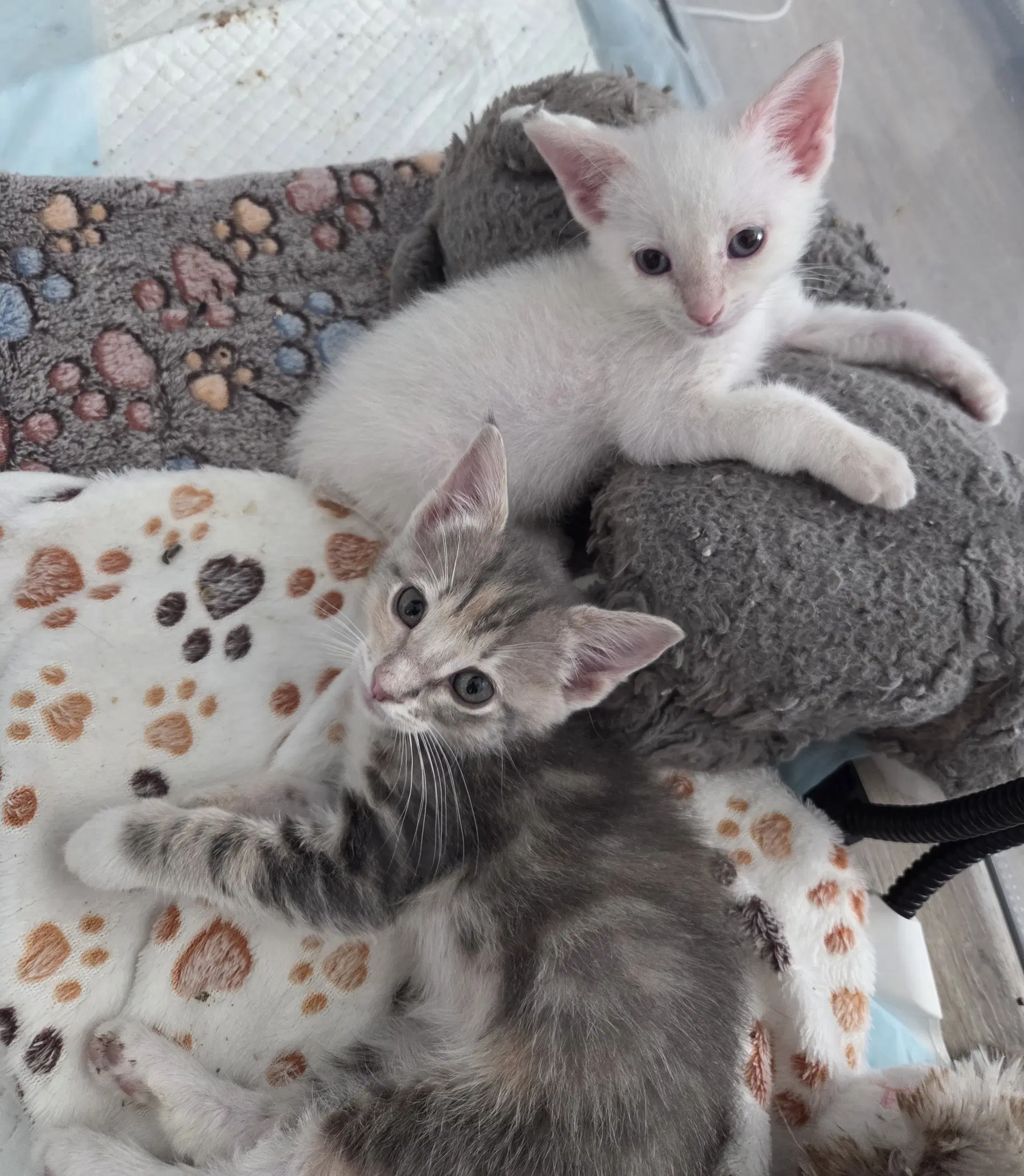 Ocean And Reef - Domestic Short Hair