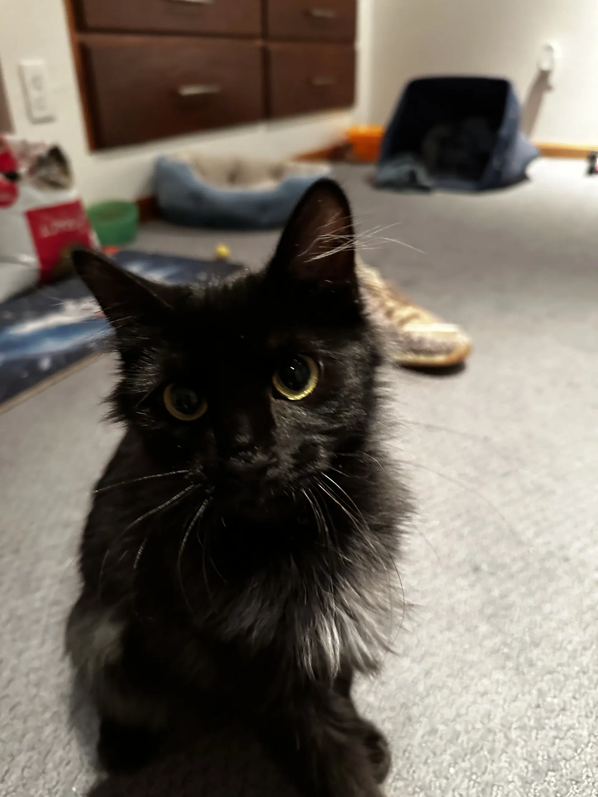 Dancer - Domestic Medium Hair