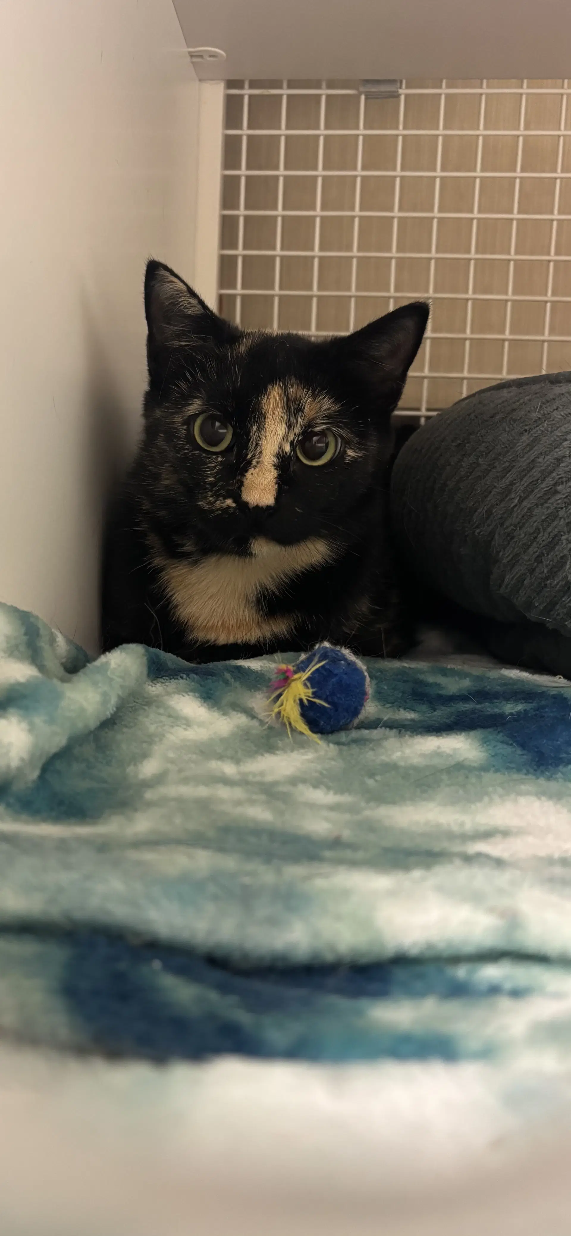 Carla - Domestic Short Hair